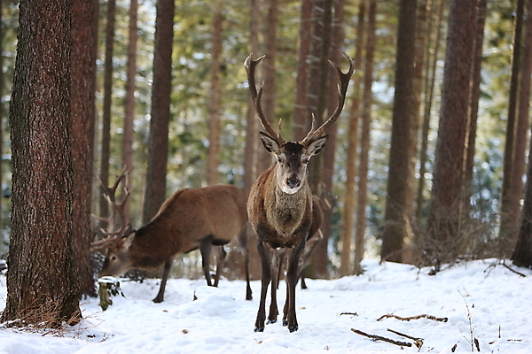포토 JPG 해외이미지 나무 동물 척추동물 한마리 남자 야생동물 겨울 포유류 자연 사슴 생물 뿔 사람없음 야외 빨간색 세로 컬러풀 갈색 달러 추위 가을 흰색 숲 큼 바퀴자국 흰배경 내추럴 엘크 웅장함 초식 눈내림 반추동물 해외202105 해외포토 식물 1 계절 컬러 백그라운드 돈 자국 눈_날씨 사람 크기 생태계 파일형식