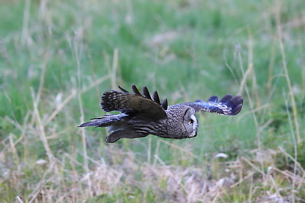 포토 JPG 해외이미지 주간 동물 척추동물 한마리 응시 유럽 야생동물 자연 조류 스웨덴 사람없음 야외 가로 노란색 회색 큼 먹이 깃털 부엉이 경보 동물상 스칸디나비아 해외202105 해외포토 자연요소 1 시선 나라 컬러 북유럽 조형물 크기 생태계 파일형식