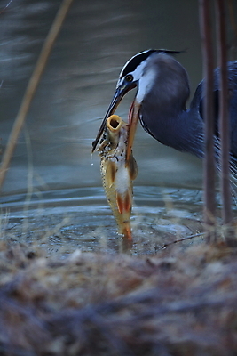포토 JPG 해외이미지 동물 야생동물 자연 조류 낚시 어류 서기 앉기 사람없음 야외 물 파란색 컬러풀 노란색 환경 미국 연못 만 습지 큼 먹기 왜가리 생태계 서식지 오로라 내추럴 수유 인내 해외202105 해외포토 자연요소 컬러 북아메리카 모션 자연현상 레저 수중동물 크기 파일형식