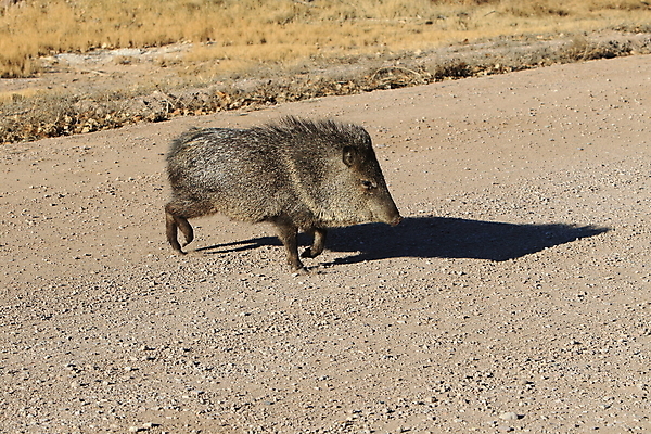 포토 JPG 해외이미지 동물 척추동물 1 야생동물 모래 포즈 북아메리카 밭 포유류 자연 초식동물 새로움 멕시코 털 돼지고기 풍경 성인 사람없음 야외 옆모습 가로 달리기 사진촬영 미국 사막 자녀 돼지 군중 무서움 싱글 뉴멕시코 해외202105 해외포토 감정 뷰포인트 컨셉 농업 모션 육류 아메리카 사람 촬영 생태계 파일형식