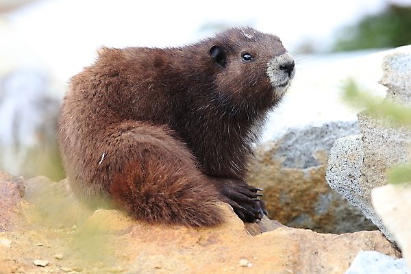 포토 JPG 해외이미지 주간 동물 척추동물 1 야생동물 섬 캐나다 신체 포유류 자연 영국 산 사람없음 야외 세로 초록색 금지 콜롬비아 가득함 집중 멸종 동물상 땅바닥 벤쿠버 해외202105 해외포토 자연요소 유럽 컬러 컨셉 북아메리카 바닥 조형물 남아메리카 생태계 파일형식