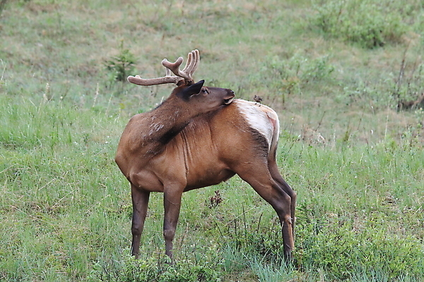 포토 JPG 해외이미지 동물 공원 여자 남자 야생동물 캐나다 날개 포유류 자연 조류 사슴 산 앉기 초원 사람없음 야외 환경 달러 가을 게임 황무지 군중 큼 바퀴자국 깃털 황소 사냥 서식지 동물상 밴프 분배 앨버타 엘크 전국 해외202105 해외포토 계절 공공시설 돈 북아메리카 자국 모션 놀이 사람 조형물 소 크기 생태계 파일형식
