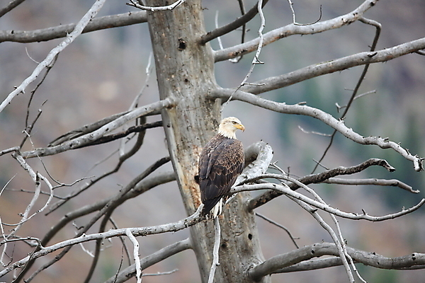 포토 JPG 해외이미지 나무 야생동물 바다 날개 자연 갈매기 조류 사람없음 물 파란색 미국 힘 봄 자유 기도 비행 대표 심볼 독수리 육식동물 대머리 사냥꾼 멸종 알래스카 공격적 독립 웅장함 힘찬 해외202105 해외포토 자연요소 식물 동물 직업 헤어스타일 계절 컬러 컨셉 북아메리카 생태계 파일형식