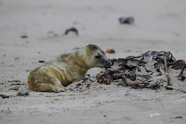 포토 JPG 해외이미지 동물 유럽 야생동물 새끼 모래 바다 섬 겨울 포유류 자연 놀이 털 독일 사랑 해변 사람없음 야외 귀여움 환경 금속 회색 코트 흰색 아기 신생아 보호 물개 모래언덕 폭풍 북쪽 멸종 대서양 생태학 해외202105 해외포토 계절 교육 감정 나라 컬러 컨셉 재질 날씨 사람 바다동물 외투 방향 언덕 생태계 파일형식