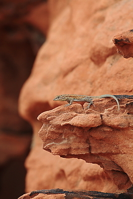 포토 JPG 해외이미지 모양 모래 파도 백그라운드 패턴 곡선 오렌지 자연 하늘 불 산 건조 풍경 사람없음 빨간색 컬러풀 골짜기 계곡 미국 줄무늬 활발 사막 바위 황무지 인도인 묘사 도마뱀 사암 층 정맥 강렬 서쪽 지질학 특별함 해외202105 해외포토 자연요소 외국인 교육 선 바다 컬러 컨셉 북아메리카 무늬 과일 파충류 동양인 돌_바위 방향 생태계 혈관 파일형식