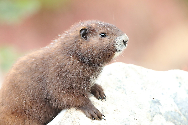 포토 JPG 해외이미지 주간 동물 척추동물 1 야생동물 섬 캐나다 신체 포유류 자연 영국 산 사람없음 야외 세로 초록색 금지 콜롬비아 가득함 집중 멸종 동물상 땅바닥 벤쿠버 해외202105 해외포토 자연요소 유럽 컬러 컨셉 북아메리카 바닥 조형물 남아메리카 생태계 파일형식