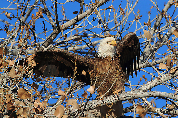 포토 JPG 해외이미지 주간 나무 야생동물 사람없음 야외 독수리 흰머리독수리 해외202105 해외포토 자연요소 식물 동물 조류 파일형식