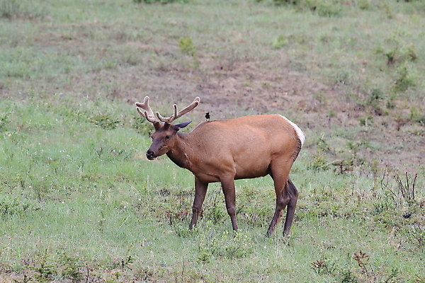 포토 JPG 해외이미지 동물 공원 여자 남자 야생동물 캐나다 날개 포유류 자연 조류 사슴 산 앉기 초원 사람없음 야외 환경 달러 가을 게임 황무지 군중 큼 바퀴자국 깃털 황소 사냥 서식지 동물상 밴프 분배 앨버타 엘크 전국 해외202105 해외포토 계절 공공시설 돈 북아메리카 자국 모션 놀이 사람 조형물 소 크기 생태계 파일형식