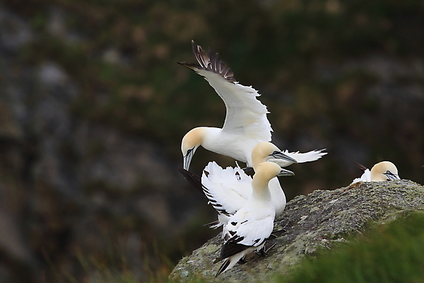 포토 JPG 해외이미지 동물 유럽 호수 야생동물 파도 바다 섬 백그라운드 날개 자연 벽지 갈매기 조류 하늘 노르웨이 풍경 사람없음 야외 물 파란색 노란색 맑음 검은색 바위 흰색 만 그룹 가득함 생태계 북쪽 짝짓기 내추럴 식민지 해외202105 해외포토 자연요소 나라 컬러 날씨 돌_바위 방향 파일형식