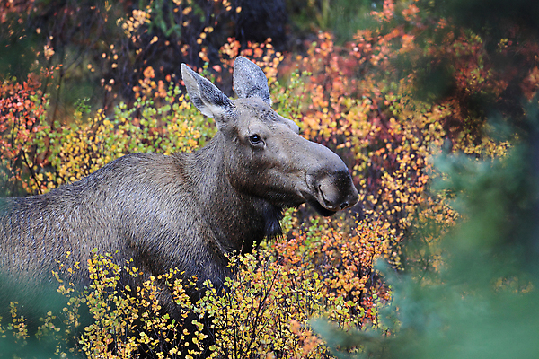 포토 JPG 해외이미지 나무 동물 공원 남자 야생동물 여행 북아메리카 포유류 자연 초식동물 사슴 산 뿔 국립공원 풍경 사람없음 야외 초록색 미국 가을 황무지 닫기 숲 큼 바퀴자국 황소 북쪽 알래스카 서쪽 전국 해외202105 해외포토 식물 계절 공공시설 컬러 자국 모션 아메리카 사람 소 크기 방향 생태계 파일형식