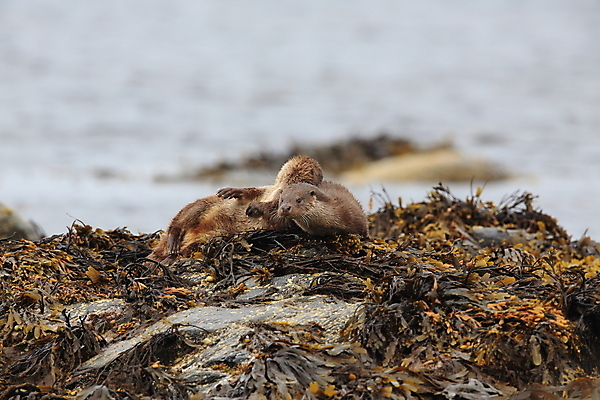 포토 JPG 해외이미지 나무 동물 유럽 얼굴 야생동물 겨울 포유류 자연 털 노르웨이 어업 사람없음 야외 물 강 갈색 머리 수영 젖음 게 관찰 닫기 묘사 코 귀 육식동물 북쪽 멸종 내추럴 동물상 해외202105 해외포토 자연요소 식물 계절 나라 산업 컬러 모션 갑각류 신체부위 조형물 수상스포츠 방향 생태계 파일형식