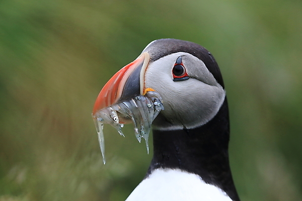 포토 JPG 해외이미지 유럽 2 자연 조류 아이슬란드 어류 서기 앉기 사람없음 가로 컬러풀 깃털 언덕 부리 대서양 남쪽 계산서 식민지 헤드랜드 해외202105 해외포토 동물 나라 바다 컬러 모션 수중동물 방향 생태계 파일형식
