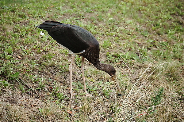 포토 JPG 해외이미지 동물 유럽 호수 야생동물 음식 곤충 조류 생물 독일 서기 사람없음 야외 목재 빨간색 물 컬러풀 검은색 숲 깃털 검색 부리 사냥개 슛 남쪽 계산서 전국 황새 해외202105 해외포토 자연요소 나무 나라 컬러 재료 모션 개 방향 파일형식