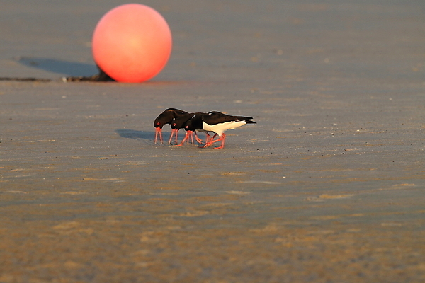포토 JPG 해외이미지 조류 야외 물떼새 해외202105 검은머리물떼새 해외포토 동물 파일형식