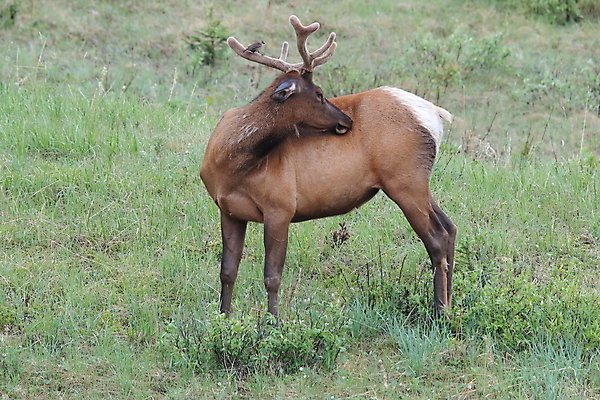 포토 JPG 해외이미지 동물 공원 여자 남자 야생동물 캐나다 날개 포유류 자연 조류 사슴 산 앉기 초원 사람없음 야외 환경 달러 가을 게임 황무지 군중 큼 바퀴자국 깃털 황소 사냥 서식지 동물상 밴프 분배 앨버타 엘크 전국 해외202105 해외포토 계절 공공시설 돈 북아메리카 자국 모션 놀이 사람 조형물 소 크기 생태계 파일형식