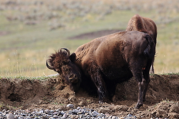포토 JPG 해외이미지 동물 공원 도로 야생동물 이동 밭 포유류 모션 자연 조류 뿔 사람없음 야외 여름 강 갈색 머리 미국 군중 큼 방목 들소 속도 황소 북쪽 멸종 충전 떠남 서쪽 와이오밍 전국 찰과상 해외202105 해외포토 계절 공공시설 길 컬러 컨셉 북아메리카 농업 교통시설 사람 신체부위 소 축산업 상처 크기 방향 생태계 파일형식