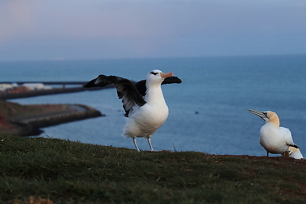 포토 JPG 해외이미지 동물 구름 섬 여행 모션 조류 하늘 영국 독일 사람없음 빨간색 흰색 남아메리카 우아함 남극 북극 역동적 부리 육식동물 대서양 다도해 해외202105 해외포토 자연요소 유럽 바다 컬러 컨셉 아메리카 극지방 파일형식