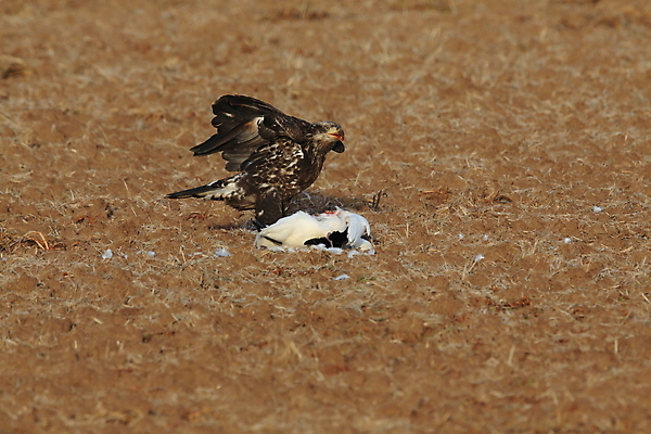 포토 JPG 해외이미지 공원 야생동물 백그라운드 겨울 조류 하늘 휴가 새로움 멕시코 흑백 풍경 사람없음 빨간색 파란색 머리 가을 먹이 먹기 심볼 깃털 속도 독수리 육식동물 대머리 거위 내추럴 고립 전국 해외202105 해외포토 동물 헤어스타일 계절 공공시설 컬러 컨셉 북아메리카 모션 촬영기법 신체부위 파일형식