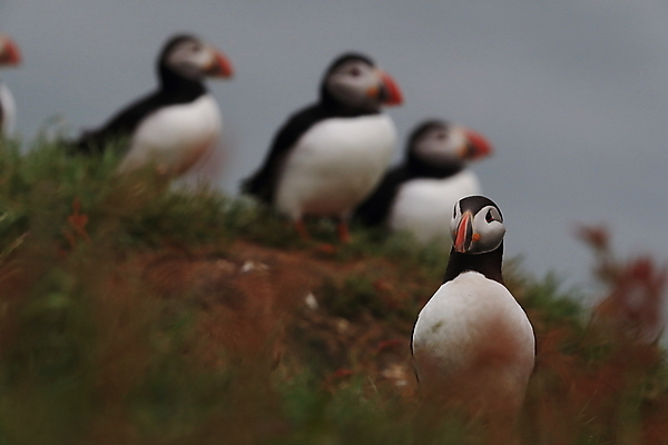 포토 JPG 해외이미지 유럽 2 자연 조류 아이슬란드 어류 서기 앉기 사람없음 가로 여름 컬러풀 깃털 언덕 부리 대서양 남쪽 계산서 식민지 헤드랜드 해외202105 해외포토 동물 계절 나라 바다 컬러 모션 수중동물 방향 생태계 파일형식