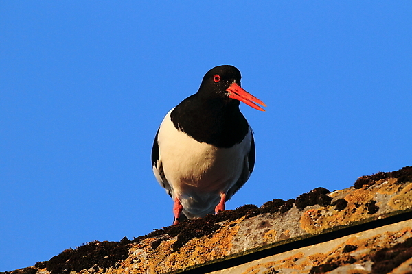포토 JPG 해외이미지 조류 야외 물떼새 해외202105 검은머리물떼새 해외포토 동물 파일형식
