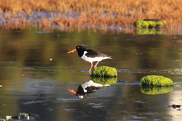 포토 JPG 해외이미지 조류 야외 물떼새 해외202105 검은머리물떼새 해외포토 동물 파일형식