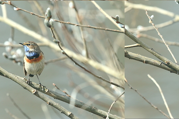 포토 JPG 해외이미지 나무 동물 응시 남자 야생동물 날개 오렌지 노래 자연 조류 독일 서기 앉기 사람없음 초록색 파란색 컬러풀 태양 노란색 봄 가수 보호 작음 5월 깃털 꼬리 철새 내추럴 바레인 해외202105 해외포토 자연요소 식물 시선 계절 유럽 음악 컬러 컨셉 과일 중동 모션 사람 음악가 날짜 크기 생태계 파일형식
