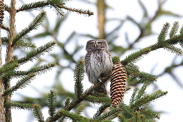 포토 JPG 해외이미지 나무 유럽 야생동물 백그라운드 날개 조류 앉기 사람없음 목재 가로 갈색 노란색 환경 나뭇가지 황무지 숲 먹이 깃털 사냥 부리 육식동물 부엉이 사냥꾼 북쪽 난쟁이 집게발 해외202105 해외포토 식물 동물 직업 나라 컬러 재료 모션 방향 파일형식