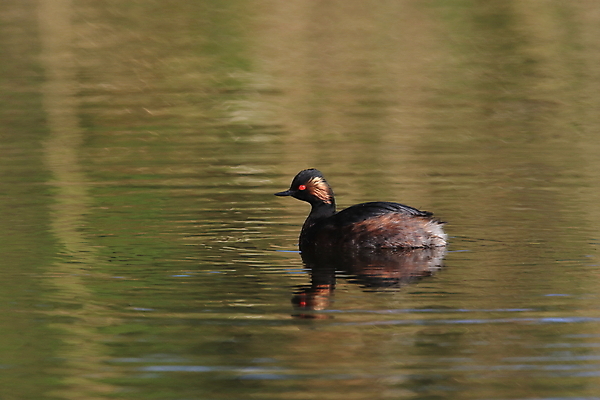 포토 JPG 해외이미지 동물 유럽 호수 조류 독일 성인 사람없음 가로 빨간색 물 검은색 수영 연못 둥지 잠수부 깃털 목 겹침 물새 구성 해외202105 해외포토 자연요소 나라 컬러 사람 신체부위 수상스포츠 전문직 파일형식