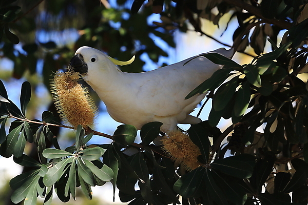 포토 JPG 해외이미지 나무 동물 야생동물 백그라운드 날개 자연 조류 앉기 사람없음 야외 가로 빨간색 초록색 반려동물 노란색 흰색 나뭇가지 호주 깃털 앵무새 갈기 내추럴 동물상 멀티 이국적 해외202105 해외포토 식물 컬러 모션 조형물 오세아니아 생태계 파일형식
