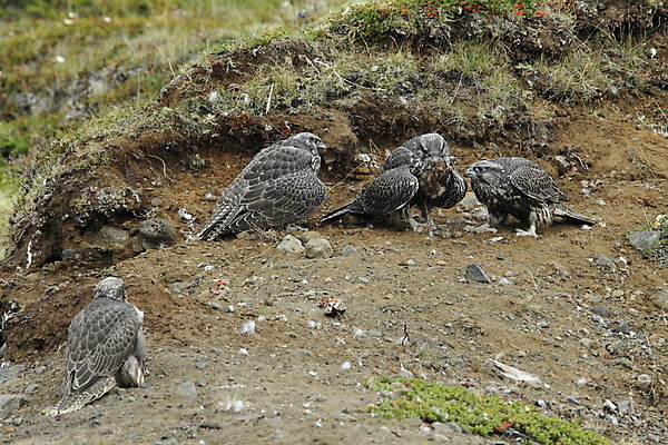 포토 JPG 해외이미지 동물 야생동물 새끼 백그라운드 날개 자연 조류 하늘 아이슬란드 앉기 사람없음 컵 파란색 컬러풀 사막 가을 흰색 먹이 깃털 부리 독수리 육식동물 사냥꾼 잡종 고립 두바이 발톱 웅장함 해외202105 해외포토 직업 식기 계절 유럽 컬러 모션 발 생태계 아랍에미리트 파일형식