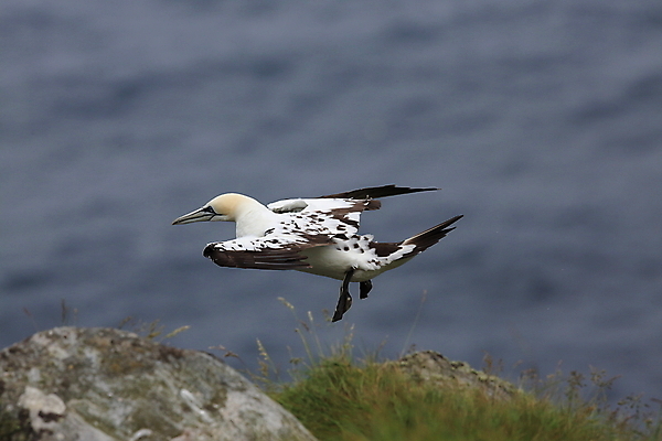 포토 JPG 해외이미지 동물 유럽 호수 야생동물 파도 바다 섬 백그라운드 날개 자연 벽지 갈매기 조류 하늘 노르웨이 풍경 사람없음 야외 물 파란색 노란색 맑음 검은색 바위 흰색 만 그룹 가득함 생태계 북쪽 짝짓기 내추럴 식민지 해외202105 해외포토 자연요소 나라 컬러 날씨 돌_바위 방향 파일형식