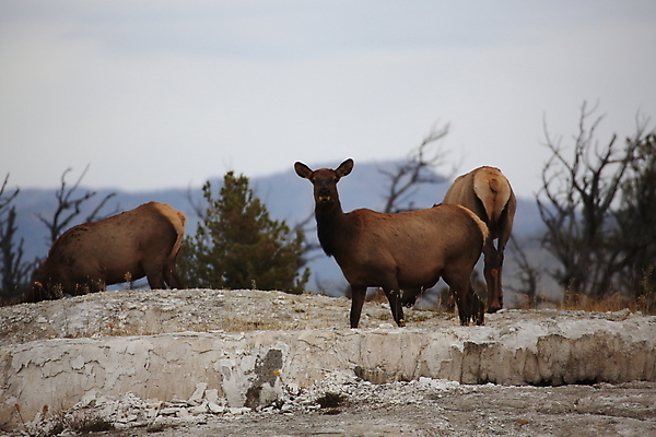 포토 JPG 해외이미지 응시 공원 여자 야생동물 여행 2 엄마 사슴 뿔 앉기 사람없음 강 쌓기 달러 미국 아기 관찰 양 뜨거움 소 닫기 쌍둥이 황소 영양 북쪽 타운 멸종위기동물 제비 노려봄 매머드 암사슴 엘크 와이오밍 전국 해외202105 해외포토 동물 시선 공공시설 돈 북아메리카 포유류 가족 모션 조류 표정 사람 도시 암컷 방향 파일형식 멸종위기종