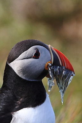 포토 JPG 해외이미지 유럽 2 자연 조류 아이슬란드 어류 서기 앉기 사람없음 가로 컬러풀 깃털 언덕 부리 대서양 남쪽 계산서 식민지 헤드랜드 해외202105 해외포토 동물 나라 바다 컬러 모션 수중동물 방향 생태계 파일형식