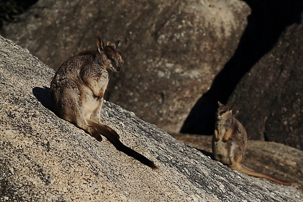 포토 JPG 해외이미지 나무 동물 구름 야생동물 오렌지 포유류 자연 하늘 엄마 털 종류 서기 풍경 사람없음 야외 빨간색 초록색 파란색 회색 흰색 아기 황무지 닫기 호주 귀 암초 캥거루 멸종 서식지 오지 해외202105 해외포토 자연요소 식물 컬러 과일 가족 모션 사람 신체부위 오세아니아 생태계 파일형식
