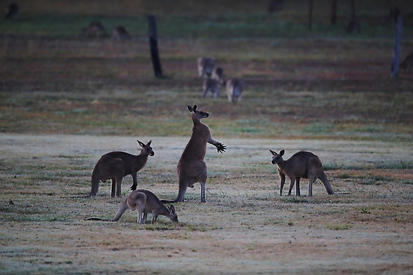 포토 JPG 해외이미지 동물 응시 공원 야생동물 포유류 자연 엄마 털 서기 풍경 사람없음 야외 초록색 여름 갈색 점프 권투 회색 아기 관찰 황무지 달콤 호주 숲 귀 캥거루 동쪽 내추럴 경보 동물상 오지 파우치 해외202105 해외포토 시선 계절 공공시설 컬러 가방 가족 모션 사람 신체부위 조형물 격투기 오세아니아 맛 방향 생태계 파일형식