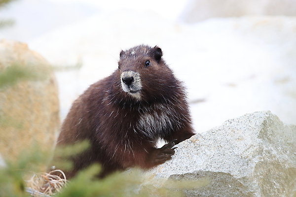 포토 JPG 해외이미지 주간 동물 척추동물 1 야생동물 섬 캐나다 신체 포유류 자연 영국 산 사람없음 야외 세로 초록색 금지 콜롬비아 가득함 집중 멸종 동물상 땅바닥 벤쿠버 해외202105 해외포토 자연요소 유럽 컬러 컨셉 북아메리카 바닥 조형물 남아메리카 생태계 파일형식