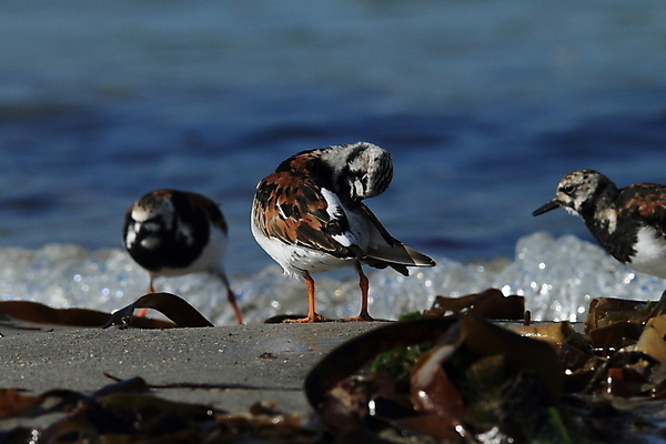 포토 JPG 해외이미지 동물 야생동물 모래 바다 태국 자연 조류 독일 사람없음 야외 물 컬러풀 갈색 환경 미국 봄 흰색 만 보호 작음 깃털 부리 동물상 수유 플로리다 해외202105 해외포토 자연요소 계절 유럽 아시아 컬러 컨셉 북아메리카 조형물 크기 생태계 파일형식