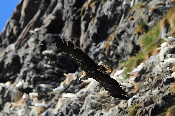 포토 JPG 해외이미지 동물 구름 유럽 야생동물 바다 섬 포즈 날개 자연 조류 하늘 산 노르웨이 성인 사람없음 물 파란색 갈색 노란색 회색 자유 흰색 떨어짐 먹이 북극 다이빙 꼬리 사냥 육식동물 스칸디나비아 해외202105 해외포토 자연요소 나라 컬러 컨셉 사람 수영 극지방 생태계 수중스포츠 파일형식