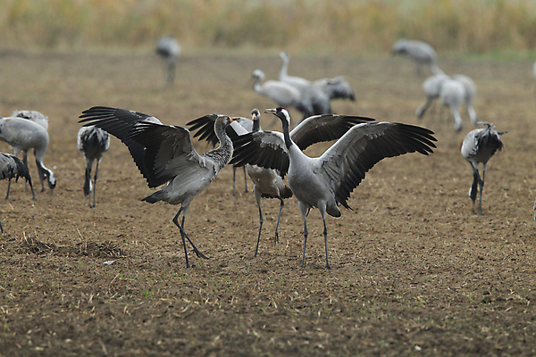 포토 JPG 해외이미지 동물 척추동물 유럽 야생동물 밭 날개 조류 아침 독일 풍경 사람없음 야외 빨간색 햇빛 환경 봄 회색 가을 흰색 춤 그룹 습지 큼 기중기 부리 슛 서식지 내추럴 전국 해외202105 해외포토 주간 계절 나라 컬러 농업 문화예술 태양 중장비 크기 파일형식