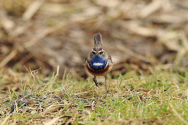 포토 JPG 해외이미지 나무 동물 응시 남자 야생동물 날개 오렌지 노래 자연 조류 독일 서기 앉기 사람없음 초록색 파란색 컬러풀 태양 노란색 봄 가수 보호 작음 5월 깃털 꼬리 철새 내추럴 바레인 해외202105 해외포토 자연요소 식물 시선 계절 유럽 음악 컬러 컨셉 과일 중동 모션 사람 음악가 날짜 크기 생태계 파일형식