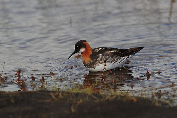 포토 JPG 해외이미지 동물 호수 야생동물 새끼 바다 백그라운드 자연 조류 병아리 아이슬란드 종류 사람없음 빨간색 물 컬러풀 관찰 연못 습지 깃털 철새 짝짓기 스칸디나비아 해외202105 해외포토 자연요소 유럽 컬러 모션 생태계 파일형식