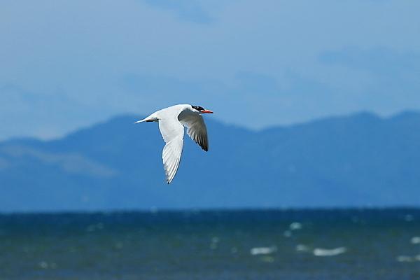 포토 JPG 해외이미지 주간 동물 공원 호수 야생동물 음식 바다 여행 북아메리카 날개 오렌지 자연 갈매기 조류 서기 풍경 사람없음 야외 가로 물 여름 파란색 모래사장 컬러풀 검은색 흰색 깃털 부리 뉴질랜드 동쪽 내추럴 해외202105 해외포토 자연요소 계절 공공시설 컬러 과일 모션 아메리카 오세아니아 방향 생태계 파일형식