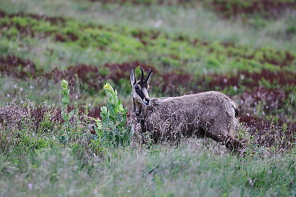 포토 JPG 해외이미지 동물 응시 유럽 야생동물 신체 포유류 휴가 산 뿔 종류 초원 성인 사람없음 빛 컬러풀 프랑스 벚꽃 방목 보석 가득함 손목시계 즐거움 싱글 알프스 서식지 길이 내추럴 찰과상 해외202105 해외포토 시선 꽃 감정 나라 시계 컬러 장신구 사람 축산업 상처 광석 파일형식