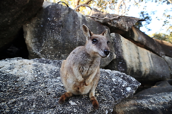 포토 JPG 해외이미지 나무 동물 구름 야생동물 오렌지 포유류 자연 하늘 엄마 털 종류 서기 풍경 사람없음 야외 빨간색 초록색 파란색 회색 흰색 아기 황무지 닫기 호주 귀 암초 캥거루 멸종 서식지 오지 해외202105 해외포토 자연요소 식물 컬러 과일 가족 모션 사람 신체부위 오세아니아 생태계 파일형식