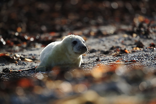 포토 JPG 해외이미지 동물 유럽 야생동물 새끼 모래 바다 섬 겨울 포유류 자연 놀이 털 독일 사랑 해변 사람없음 야외 귀여움 환경 금속 회색 코트 흰색 아기 신생아 보호 물개 모래언덕 폭풍 북쪽 멸종 대서양 생태학 해외202105 해외포토 계절 교육 감정 나라 컬러 컨셉 재질 날씨 사람 바다동물 외투 방향 언덕 생태계 파일형식