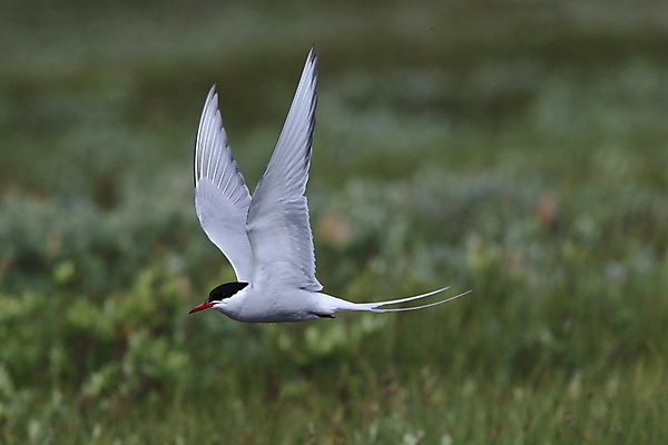 포토 JPG 해외이미지 동물 응시 야생동물 바다 섬 청소년 갈매기 조류 잉글랜드 병아리 아이슬란드 어업 사람없음 빨간색 흰색 아기 관찰 황무지 둥지 공격 북극 깃털 북쪽 철새 대서양 공격적 동물상 스칸디나비아 해외202105 해외포토 시선 유럽 산업 컬러 컨셉 모션 영국 사람 조형물 극지방 방향 파일형식