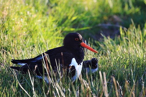 포토 JPG 해외이미지 조류 야외 물떼새 해외202105 검은머리물떼새 해외포토 동물 파일형식