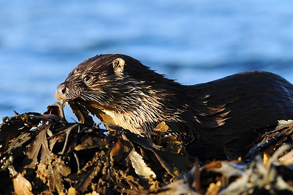 포토 JPG 해외이미지 나무 동물 유럽 얼굴 야생동물 겨울 포유류 자연 털 노르웨이 어업 사람없음 야외 물 강 갈색 머리 수영 젖음 게 관찰 닫기 묘사 코 귀 육식동물 북쪽 멸종 내추럴 동물상 해외202105 해외포토 자연요소 식물 계절 나라 산업 컬러 모션 갑각류 신체부위 조형물 수상스포츠 방향 생태계 파일형식