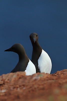 포토 JPG 해외이미지 동물 야생동물 바다 섬 여행 백그라운드 날개 자연 조류 독일 흑백 어류 사람없음 빨간색 검은색 회색 바위 흰색 둥지 깃털 부리 사암 계산서 내추럴 동물상 해외202105 해외포토 유럽 컬러 촬영기법 조형물 수중동물 돌_바위 생태계 파일형식