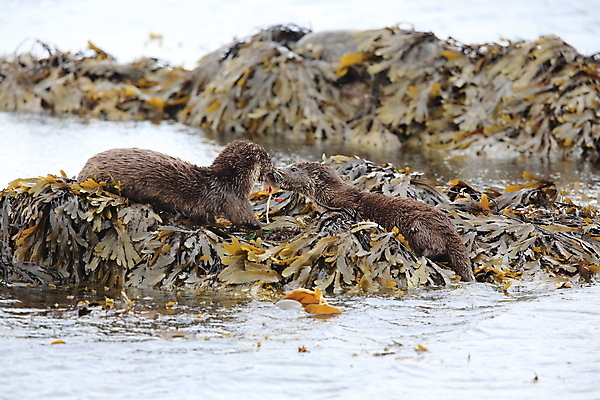 포토 JPG 해외이미지 나무 동물 유럽 얼굴 야생동물 겨울 포유류 자연 털 노르웨이 어업 사람없음 야외 물 강 갈색 머리 수영 젖음 게 관찰 닫기 묘사 코 귀 육식동물 북쪽 멸종 내추럴 동물상 해외202105 해외포토 자연요소 식물 계절 나라 산업 컬러 모션 갑각류 신체부위 조형물 수상스포츠 방향 생태계 파일형식